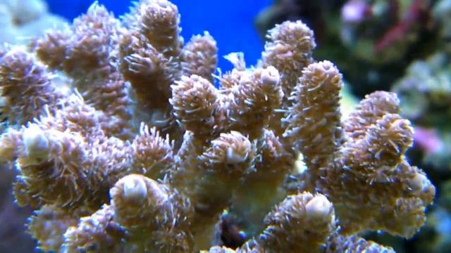 Rose Millepora under LEDs смотреть онлайн