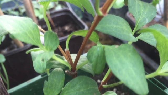 Чтобы ОБИЛЬНО ЦВЕЛИ ДВУЛЕТНИЕ клематисы ФОРМИРУЕМ ПЫШНЫЙ КУСТИК у однолетнего саженца. Это возможн смотреть онлайн