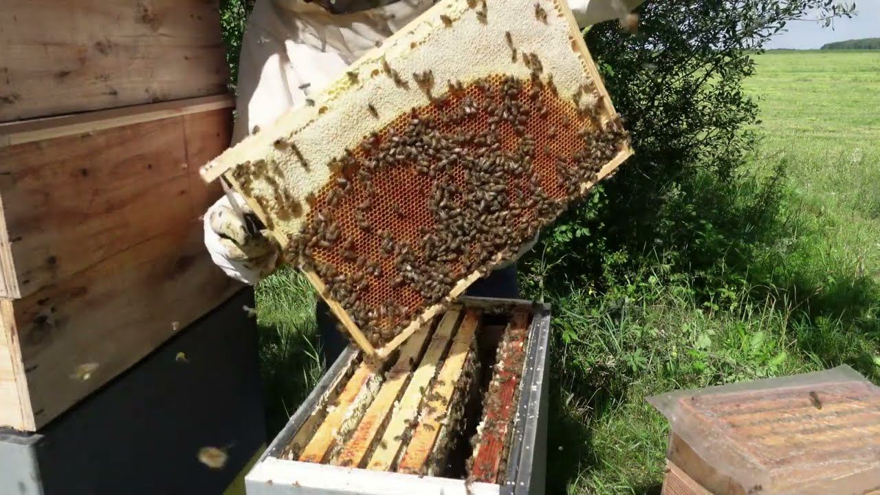 переехал на гречиху ,установка пчелоудалителей на шестирамочники и тд смотреть онлайн