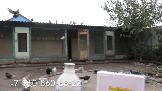 Вакцина для голубей! Подготовка и применение вакцины! смотреть онлайн