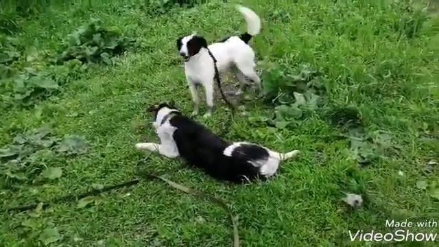 Волонтёры и питомцы приюта "Друг" смотреть онлайн