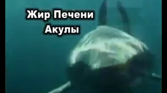 Жир печени акулы смотреть онлайн