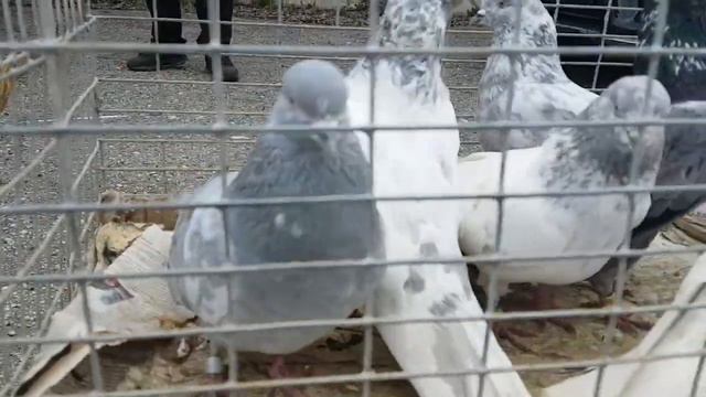 Ярмарка голубей Сызрань 30.04.22г смотреть онлайн