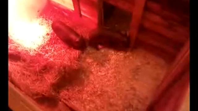 Свиньи _сами по себе_чем занимаются_ камера онлайн. смотреть онлайн