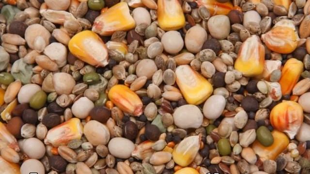 Комбикорм ПК 5 для бройлеров смотреть онлайн