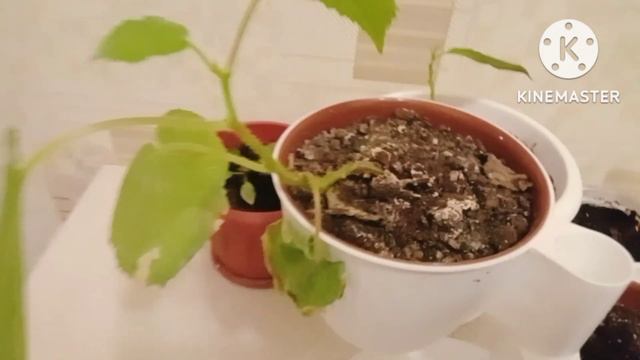 Что получилось из семян которые я сажал смотреть онлайн