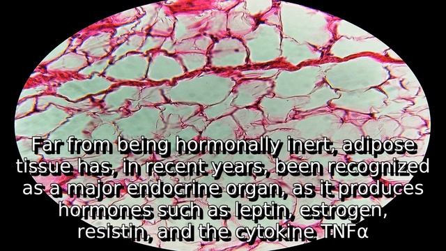 Learn about adipose tissue | what is adipose tissue смотреть онлайн