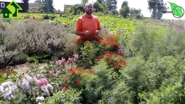 МОЩНЫЙ СИДЕРАТ ДЛЯ ОЧИСТКИ ОГОРОДА. Вместо горчицы и ржи сейте мощный сидерат! Очистка фитофторы. смотреть онлайн