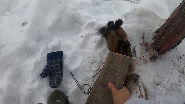 Поймал соболя на колбасу. Самодельная КУЛЕМКА смотреть онлайн