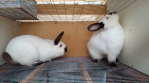 Как понять что КРОЛЬЧИХА покрылась