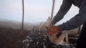 Мастер класс по ощипыванию ГУСЯ .