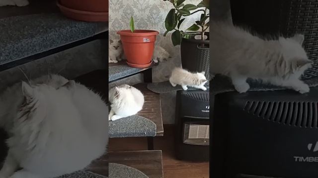 Наши путешественники. Котята породы Рэгдолл. Тряпичная кукла. смотреть онлайн