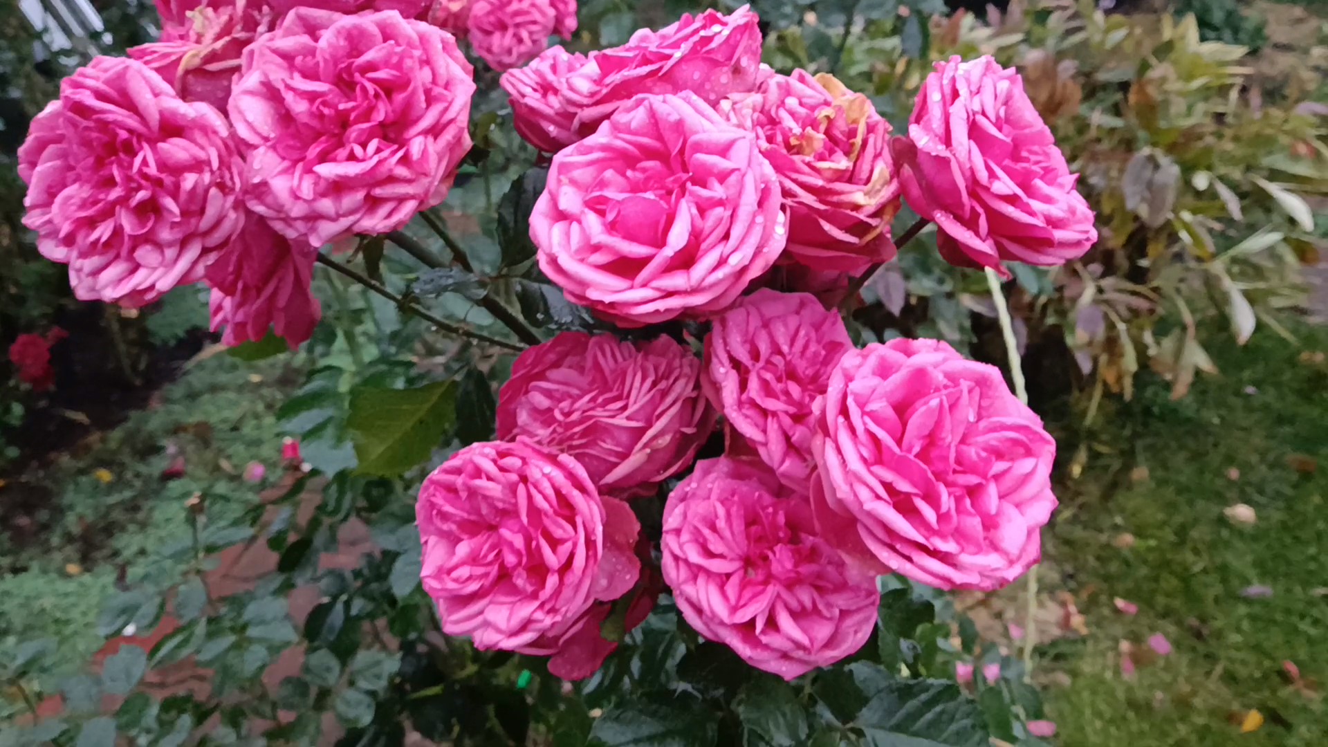 ОБЗОР РОЗЫ ПИНК ПИАНО. НАЧИНАЮЩИМ смотреть онлайн