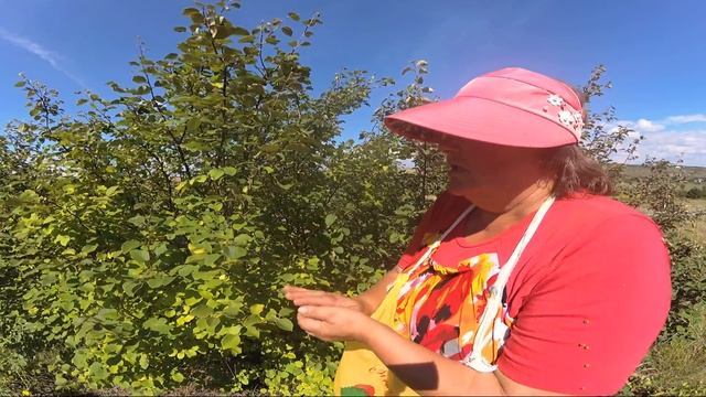 7 ВИДОВ ЛИСТЬЕВ ДЛЯ ФЕРМЕНТАЦИИ НА ЧАЙ смотреть онлайн