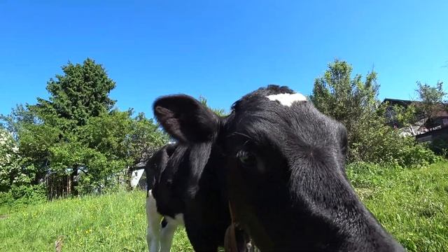 Маленький бычок. смотреть онлайн