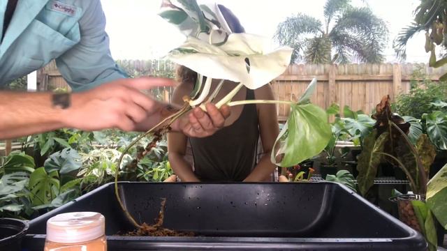 Monstera Deliciosa small form “Albo” propagation (borsigiana) “Air layering” смотреть онлайн