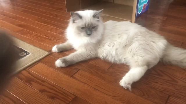 Erin-Casper | Seal Point and Blue Point Ragdoll Kitten {Part 1} смотреть онлайн
