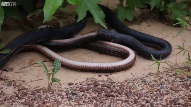 Змея в змее смотреть онлайн