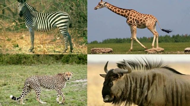 Изучаем звуки животных Африки для детей смотреть онлайн