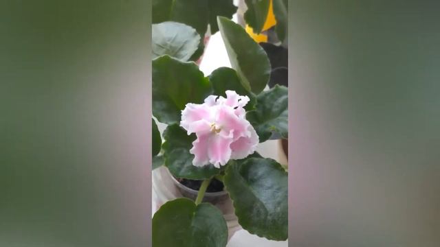 МОИ ФИАЛКИ смотреть онлайн