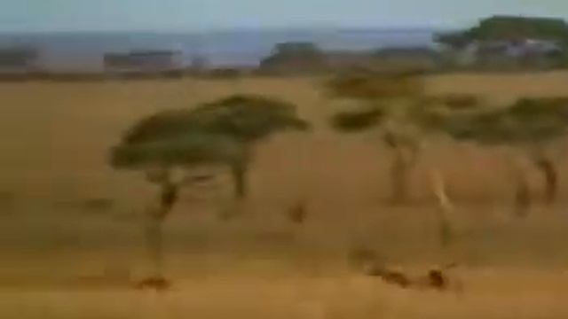 Прикол гепард смотреть онлайн