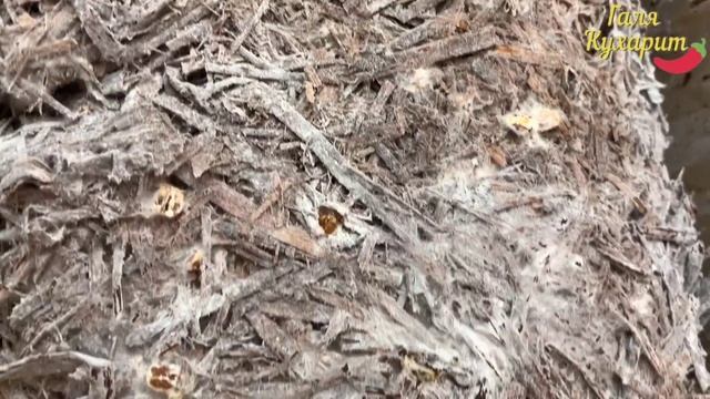 Мой домашний огород на балконе: распаковка новой партии грибов смотреть онлайн