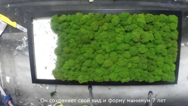 Как сделать картину из стабилизированного мха смотреть онлайн