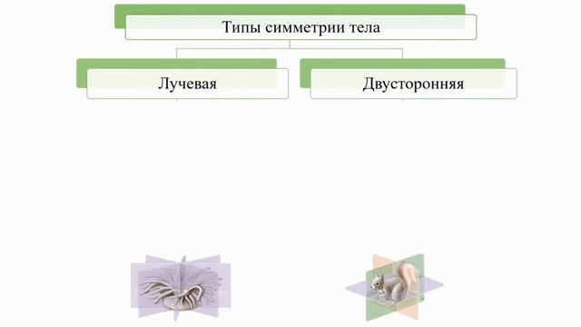 Общая характеристика животных. Тема 1. Царство Животные смотреть онлайн
