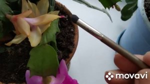 Опыление декабриста.