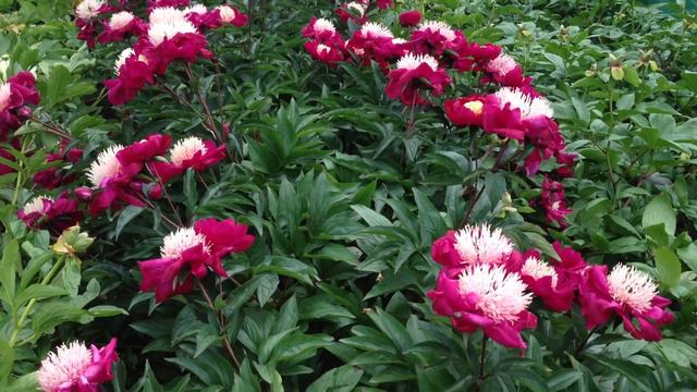 Peony Ursa Major - Www.peonyshop.com