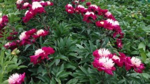 Peony Ursa Major - www.peonyshop.com