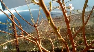 Миндаль! Как растёт миндаль!