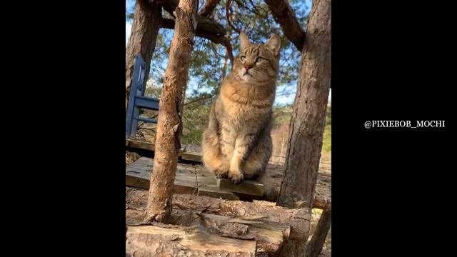 NICE PIXIE BOBTAIL CAT MOMENTS смотреть онлайн