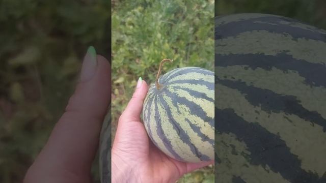 Арбузы, дыни,тыквы на Кубани смотреть онлайн