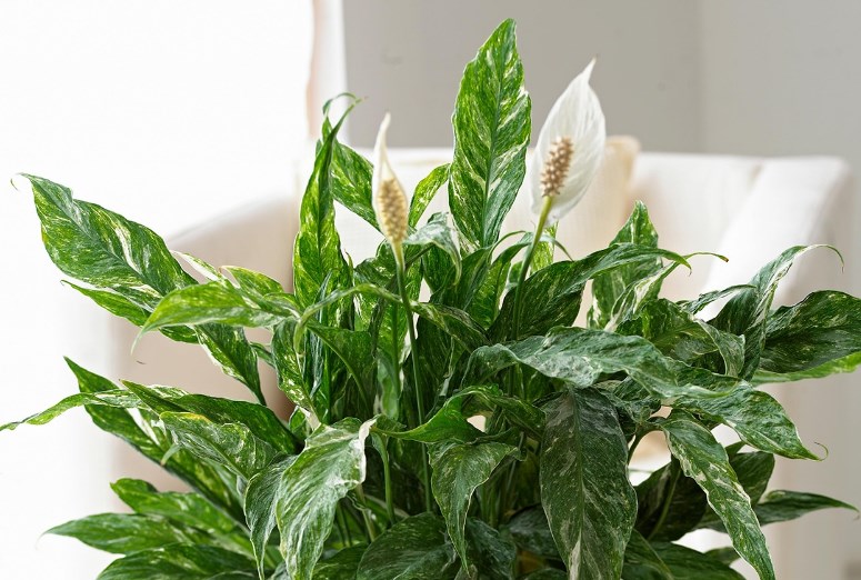 Спатифиллум Домино: подробный обзор растения, правила ухода за ним в домашних условиях смотреть онлайн