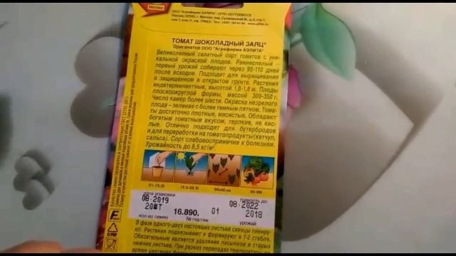 Не совсем обычный сорт томата - Шоколадный заяц смотреть онлайн