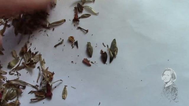 Циния или майорчики. Как выглядят семена? смотреть онлайн