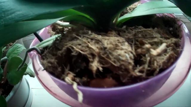 #орхидеи #обзор горшков и грунта #наблюдения только из личного опыта. смотреть онлайн