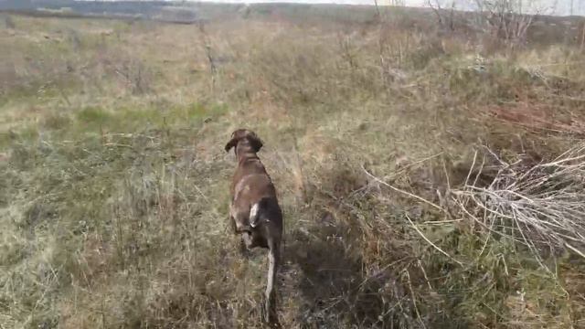 Курцхаар Грэй по паре куропаток с длинной подводкой смотреть онлайн