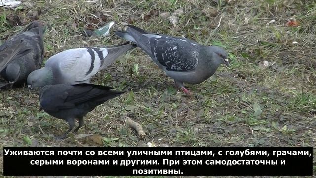 Галки самые компанейские птицы. смотреть онлайн