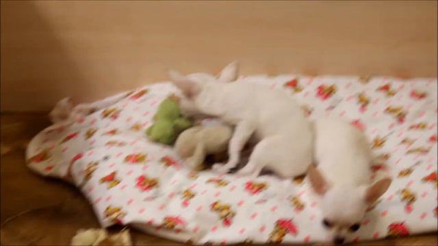 девочка чихуахуа смотреть онлайн