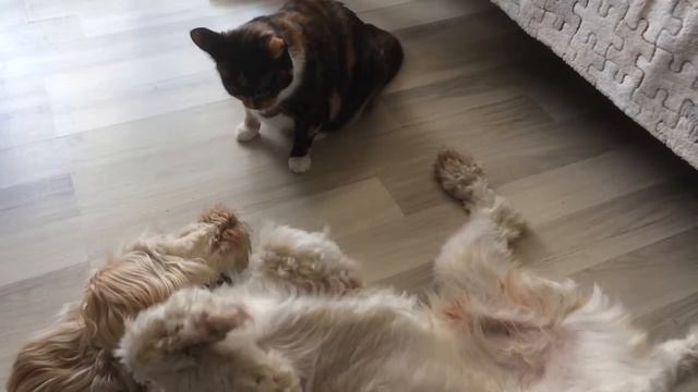 Бой Колбаскина))) смотреть всем!!! смотреть онлайн