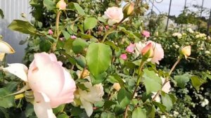 Обзор розы Роберто Капуччи (Roberto Capucci) / Моя шедевральная итальянка/Давайте мечтать вместе!