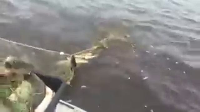ЩУКА-ШОК !!! Рыбалка сетью на Иртыше fishing with nets. смотреть онлайн