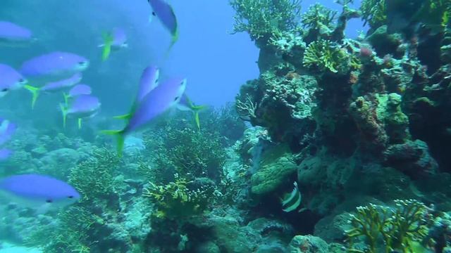 Osprey reef - Halfway HD смотреть онлайн