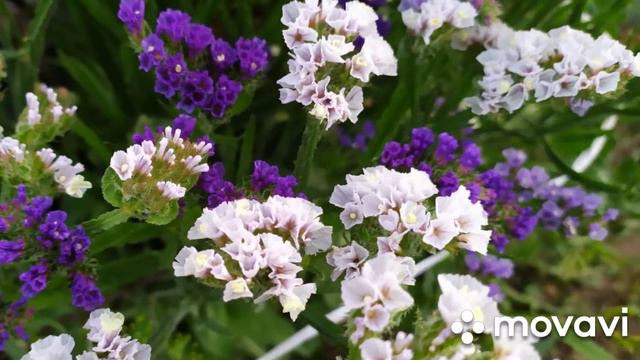 Летние цветы/ Лето/ Август