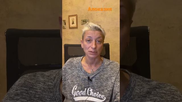 Почему желтеют листья у алоказии? смотреть онлайн