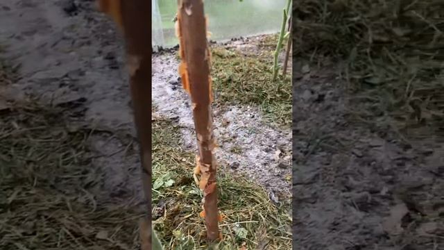 Чёрные точки на помидорах. Лайфхак как спасти урожай смотреть онлайн