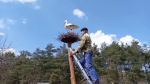 NEST FOR STORK / "БУСЛIНАЕ  ГНЯЗДО". Как сделать гнездо с аистами.