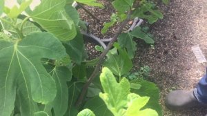 Инжир дома в горшке. Подходит для всей России.